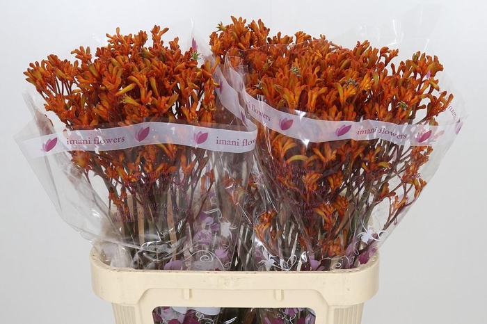 <h4>Anigozanthos Orange</h4>