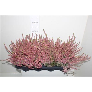Callu Ga G Rosita