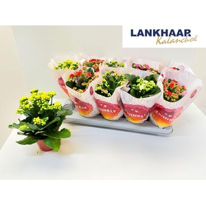 KAL GE PERF GEM 5 KL