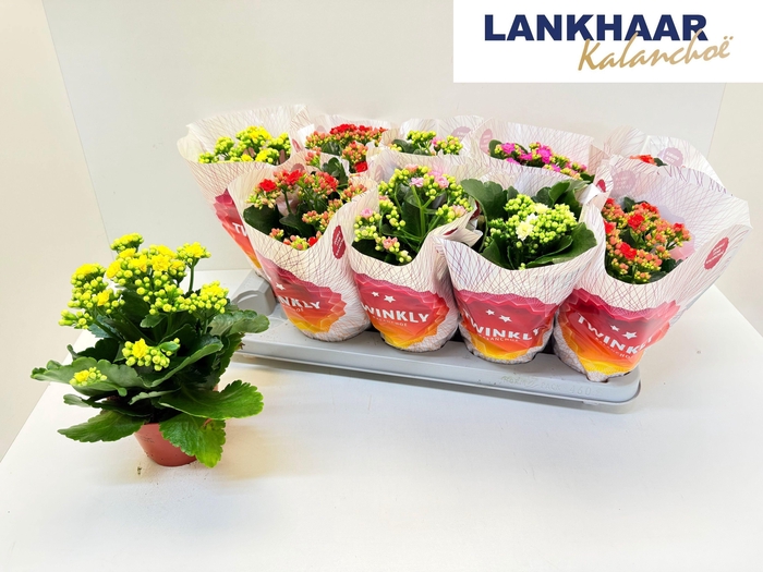 KAL GE PERF GEM 5 KL