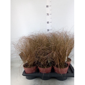 Carex comans 'Bronze Form'
