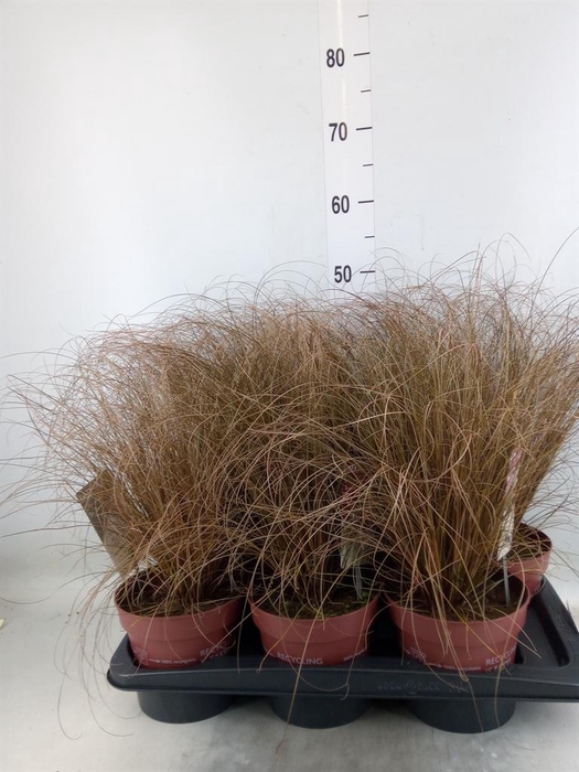 <h4>Carex comans 'Bronze Form'</h4>