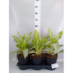 Aglaonema   ...