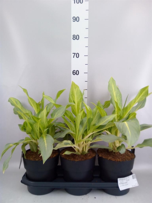 <h4>Aglaonema ...</h4>