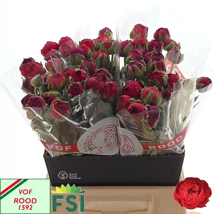 <h4>RAN AAZUR RED BARON</h4>