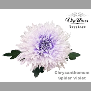 CHR G SPIDER VIOLET