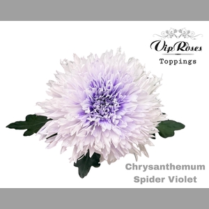 CHR G SPIDER VIOLET