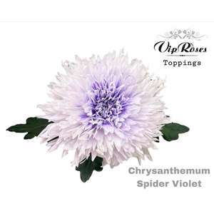 Chr G Spider Violet