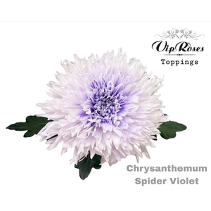 Chr G Spider Violet