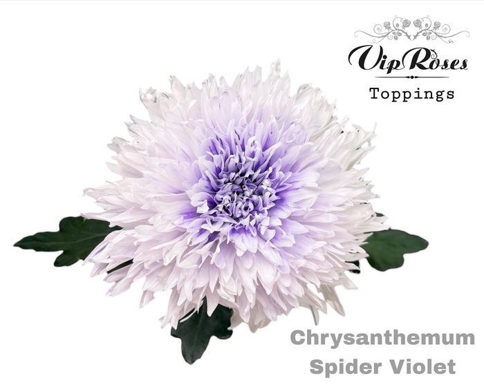 <h4>CHR G SPIDER VIOLET</h4>