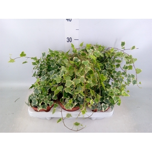 Hedera helix 'White Wonder'
