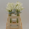 Calla Crystal Clear