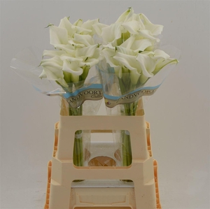 Calla Crystal Clear