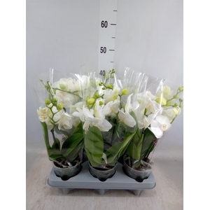 Phalaenopsis   ...white