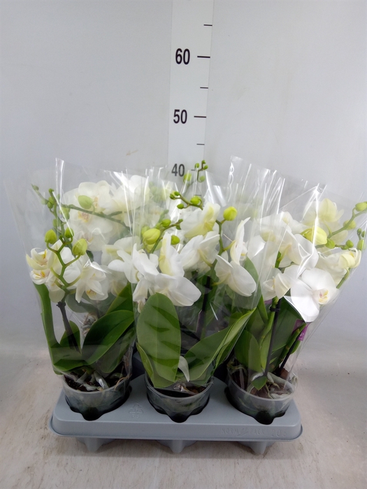 <h4>Phalaenopsis   ...white</h4>