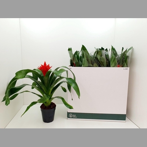 AECH ROZ ELEGANT RED