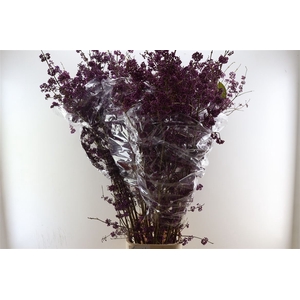 Callicarpa Bod Profusion