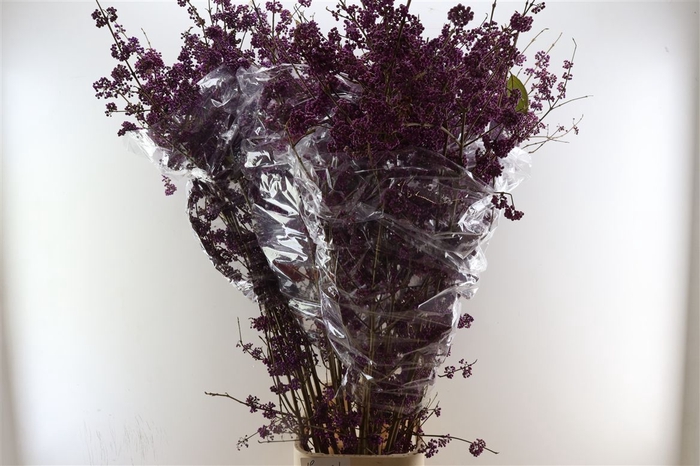 <h4>Callicarpa Bod Profusion</h4>