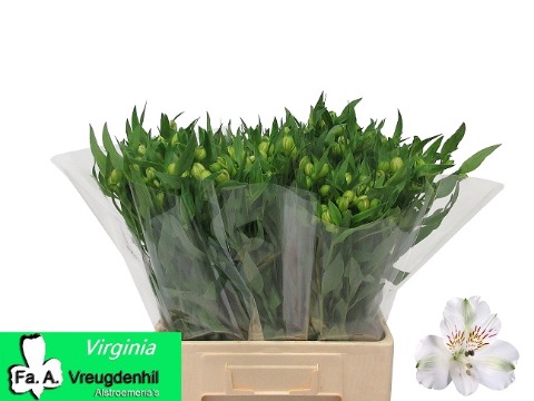 <h4>ALSTR VIRGINIA A2</h4>