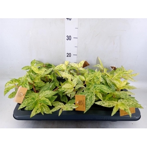 Pellionia repens