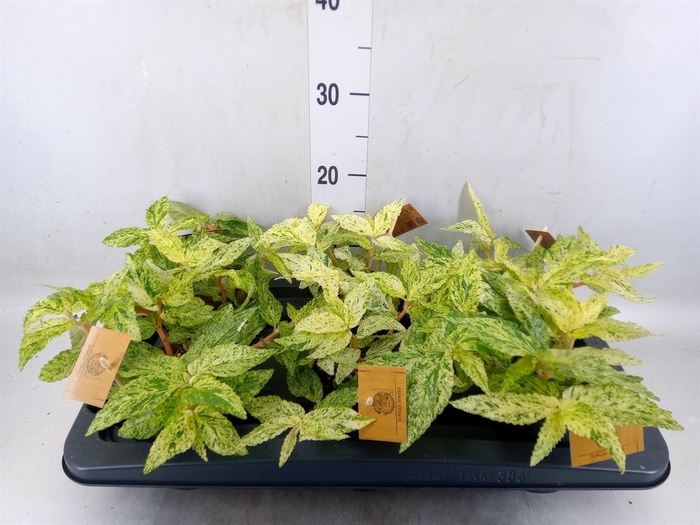 <h4>Pellionia repens</h4>