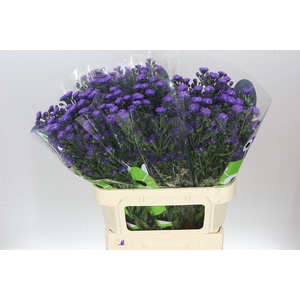 Aster Astee Dark Milka