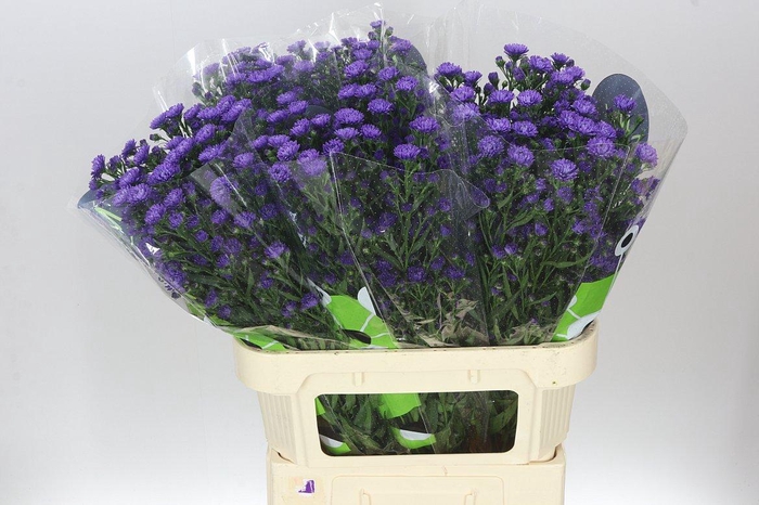 <h4>Aster Astee Dark Milka</h4>