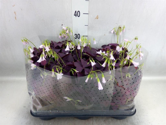 <h4>Oxalis   ...</h4>