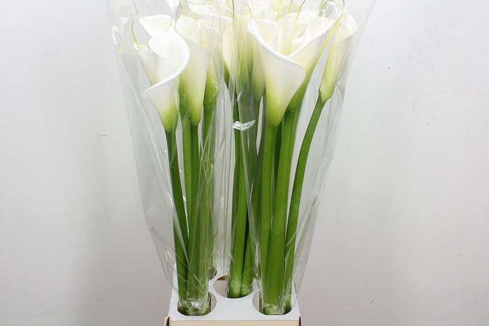 <h4>Zant Ae Avalanche</h4>