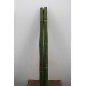 Bamboo 60/70 2 M Phyllostachys