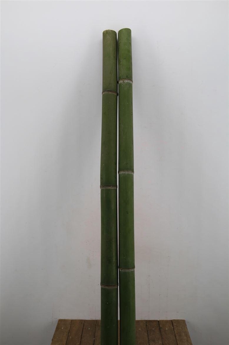 <h4>Bamboo 60/70 2 M Phyllostachys</h4>