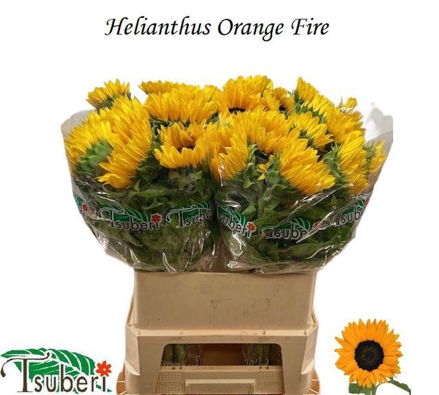 <h4>Heli Orange Fire</h4>