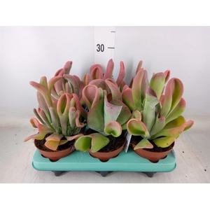 Kalanchoe NF   ...