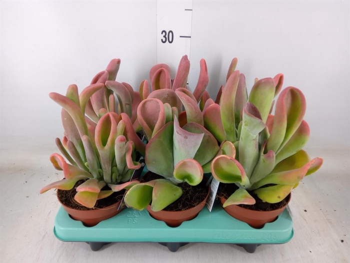 <h4>Kalanchoe NF   ...</h4>