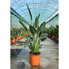 Strelitzia reginae