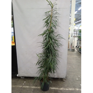 Ficus binn. 'Alii'