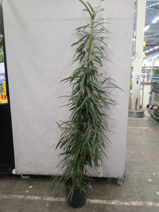 <h4>Ficus binn. 'Alii'</h4>