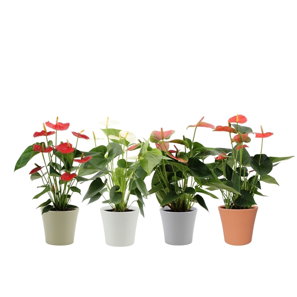 <h4>Anthurium 4 color mix in Boston autumn ceramics</h4>