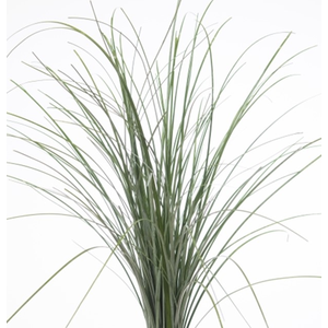 ŽAL BEARGRASS