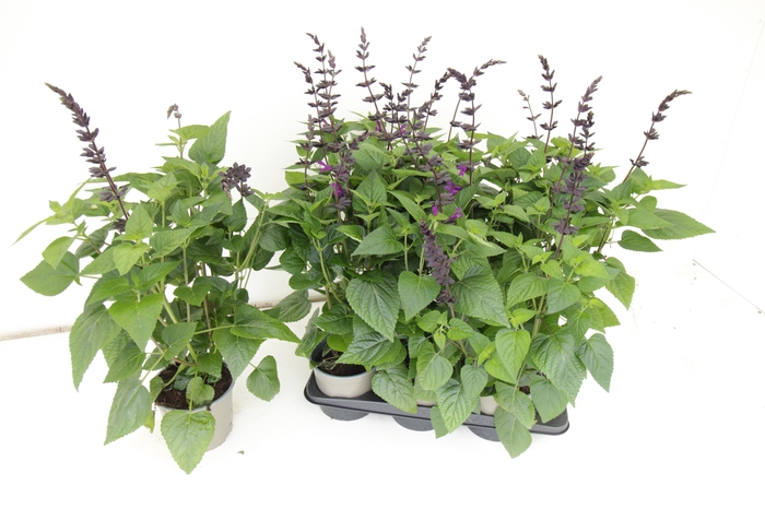 <h4>SALVIA PURPLE BLOOM</h4>