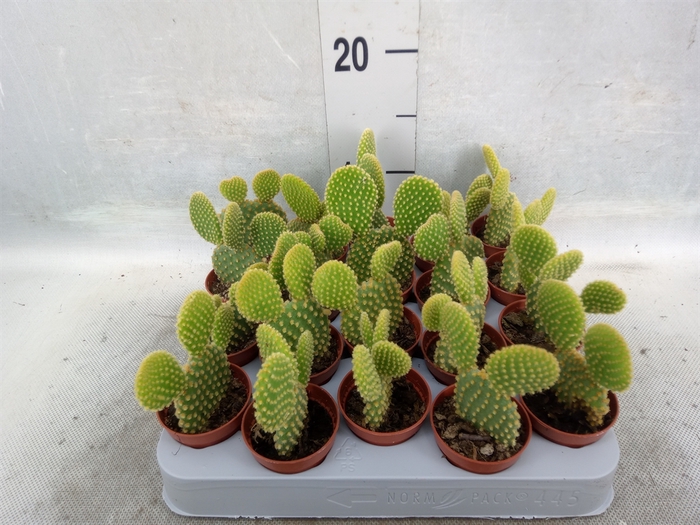 <h4>Opuntia microdasys var. pallida</h4>