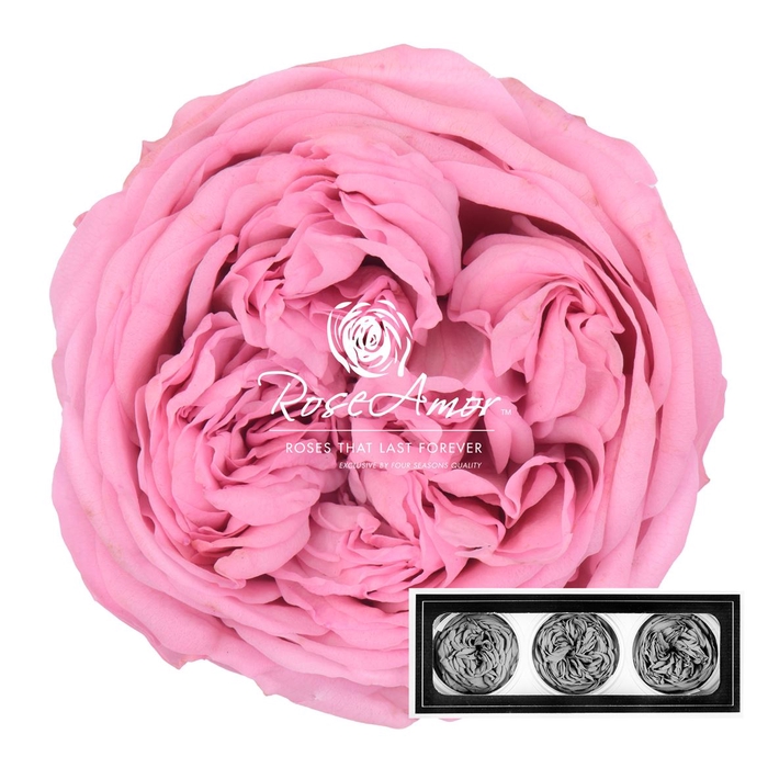 Kabukyza Per 3 Pin04