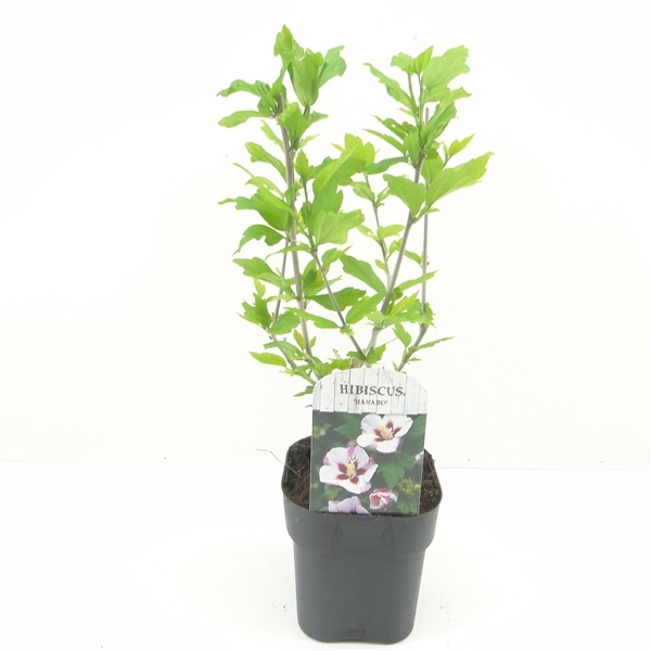 <h4>Hibiscus syr. Hamabo</h4>