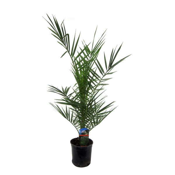 <h4>Phoenix canariensis</h4>