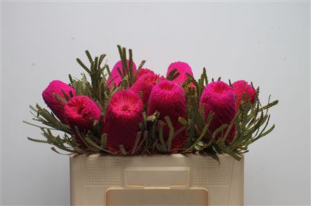 <h4>Banksia Hookeriana Cerise</h4>