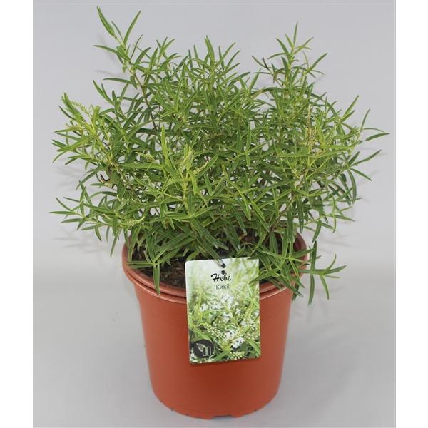 <h4>Hebe Kirkii C5</h4>