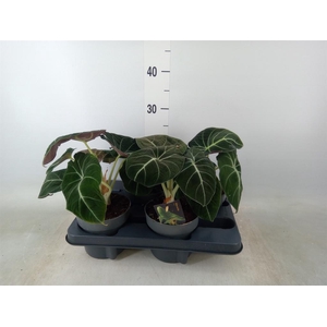 Alocasia  'Black Velvet'