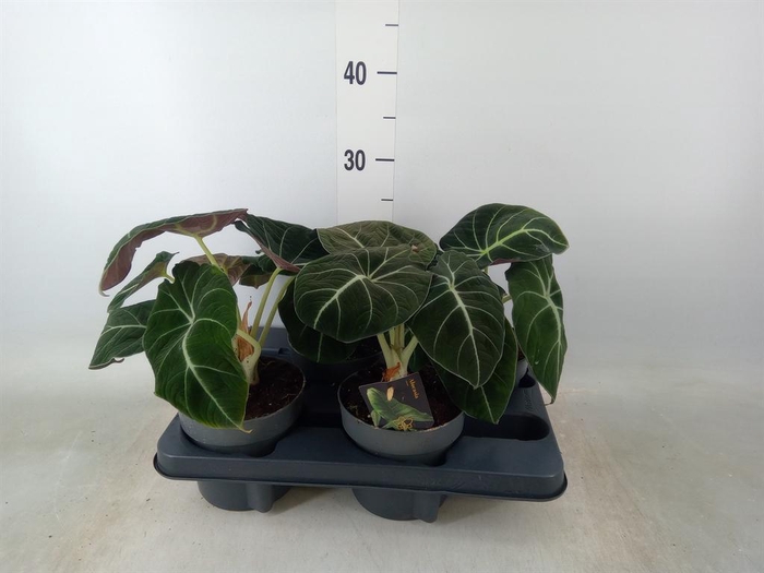 <h4>Alocasia  'Black Velvet'</h4>