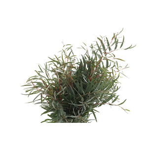 Nicoli Long 300 Gram