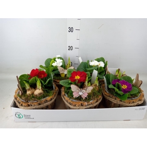 Arr.   Tuinplanten L%